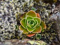 Neuer Steinbrech Austrieb im Moos